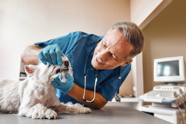 Best Emergency Wisdom Teeth Removal in Dallastown, PA